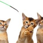 Interactive cat toys and Abyssinian litter of four kittens