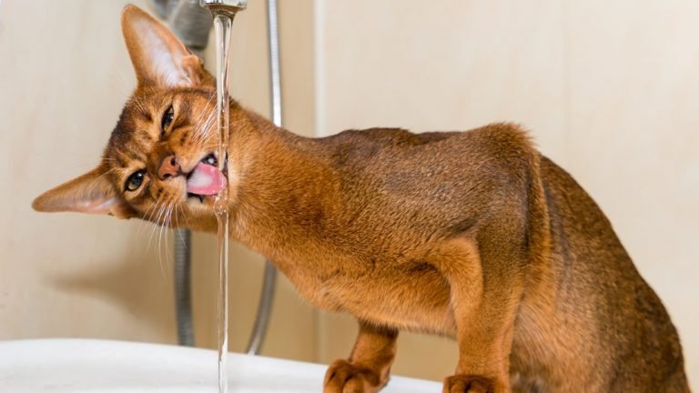 abyssinian cat drinks water