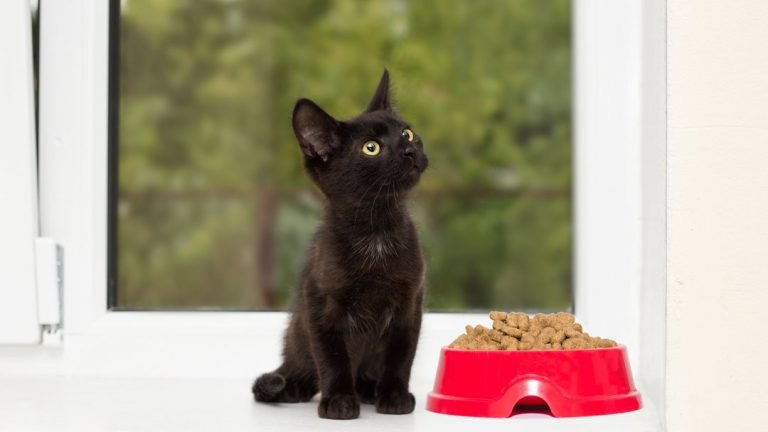 cat with bowl of dry food