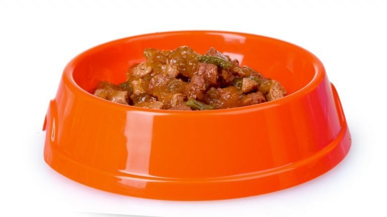 wet cat food for kittens