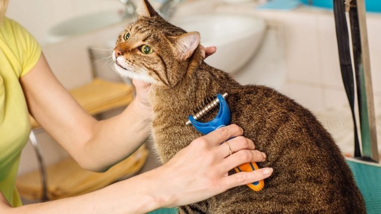 cat being deshedded with a deshedding tool