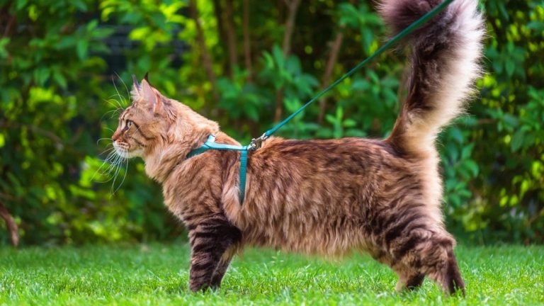 Maine Coon cat in a harness