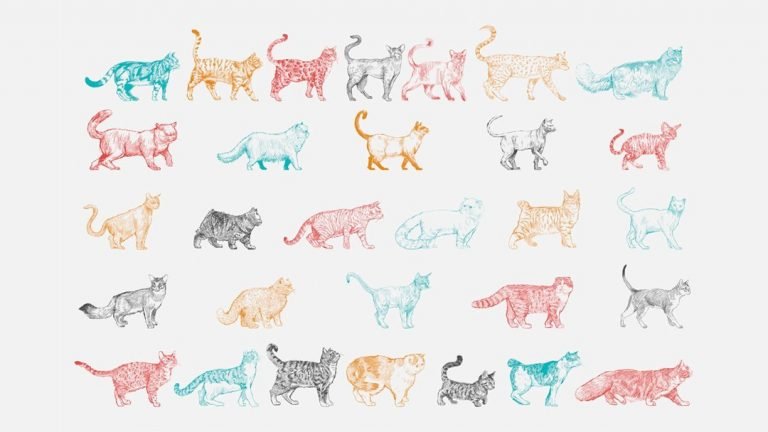 most popular cat breeds uk drawing