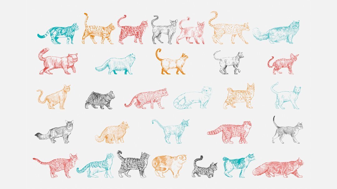 most popular cat breeds uk drawing