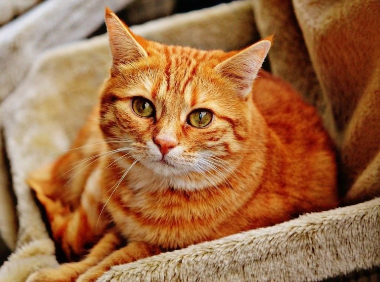 what age do cats stop growing