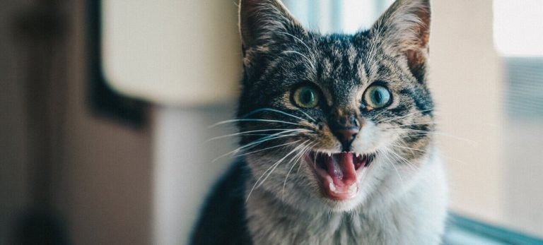 Why do cats dribble