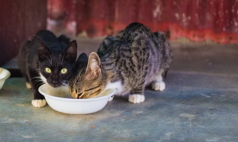 wet cat food