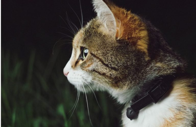 Best Cat Trackers