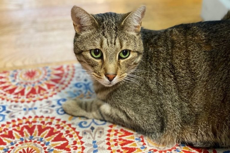 Best Cat Litter Mat