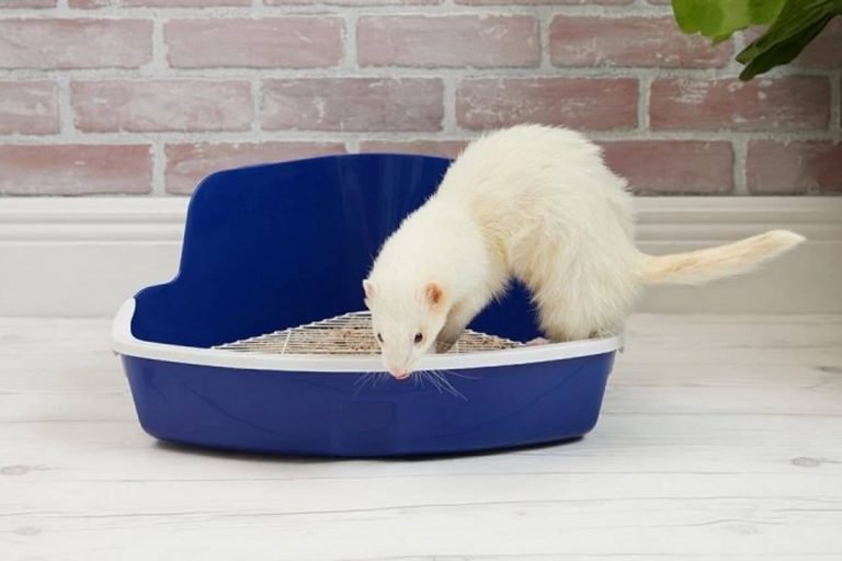 Best Litter For Ferrets