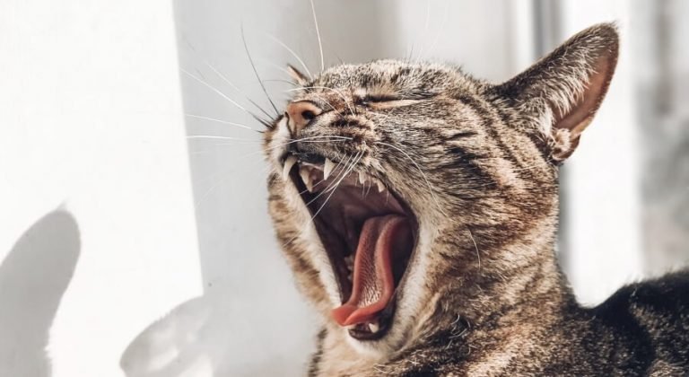 Best Toothpaste For Cats Teeth