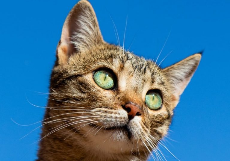Best Self Cleaning Litter Boxes
