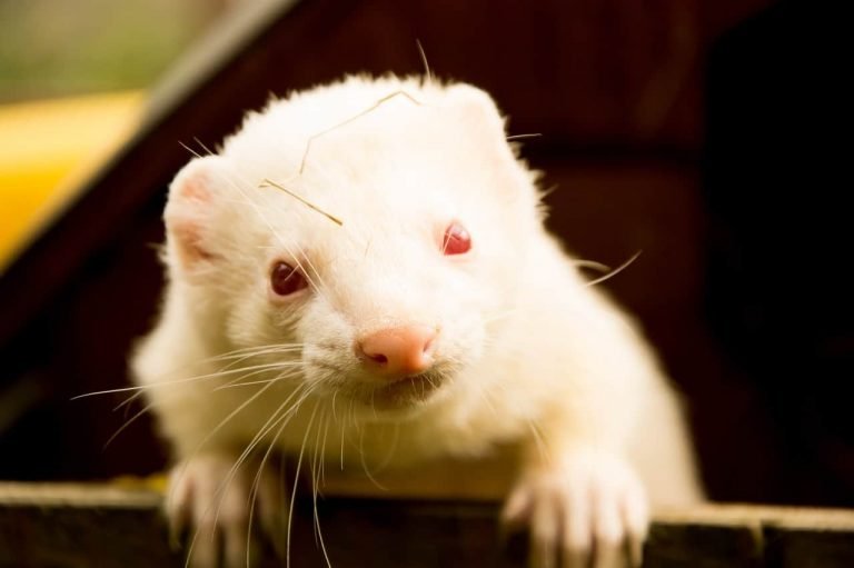 How to Litter Train a Ferret?
