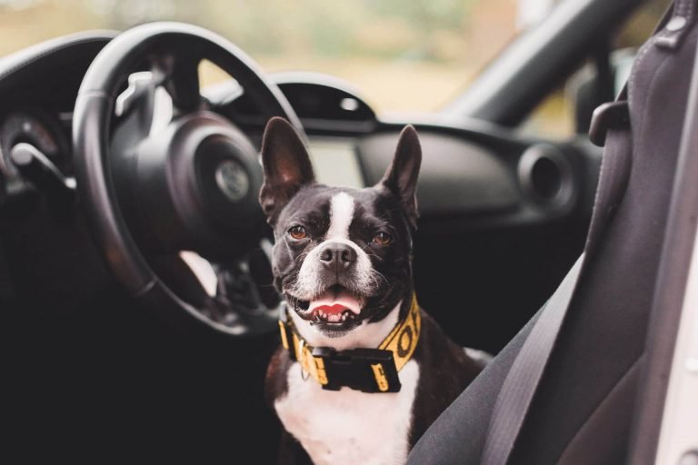 Best dog seat belts