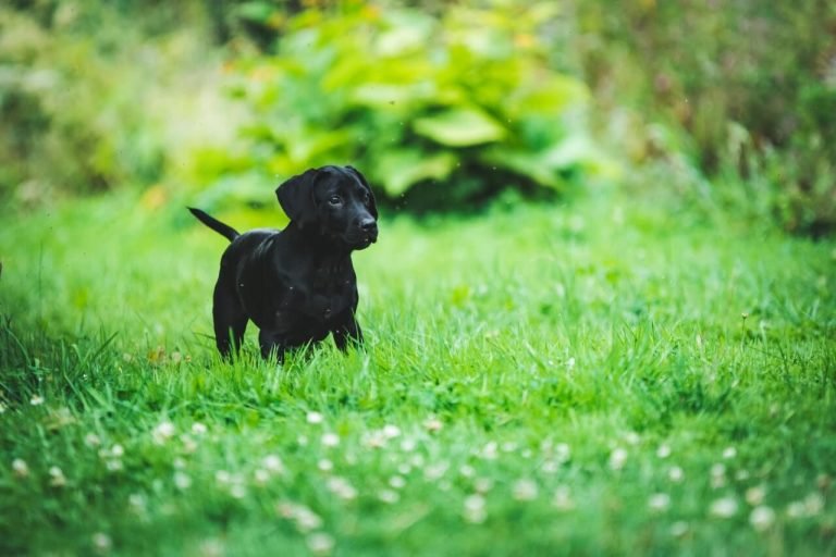 How to toilet train a puppy