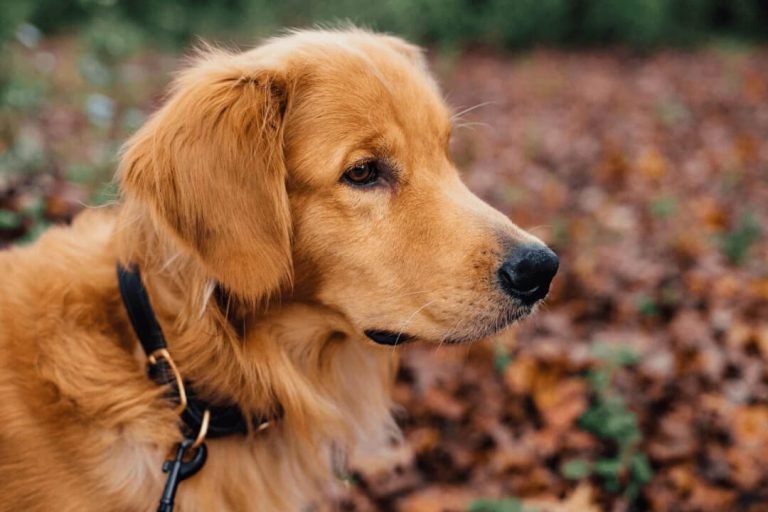 Best retractable dog leads