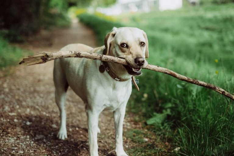How far should I walk my dogs?