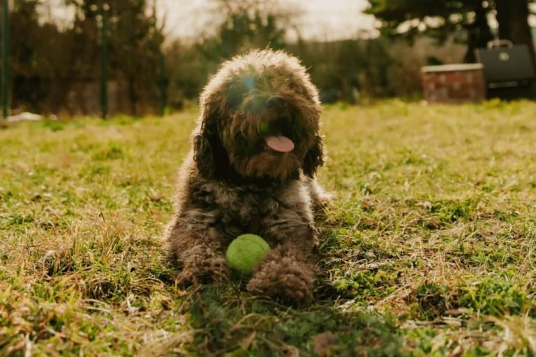 Best dog ball launcher