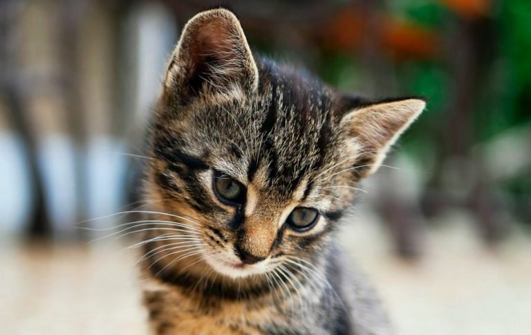 Back to top How to litter train a kitten