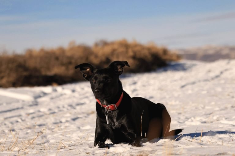 Best leather dog collars