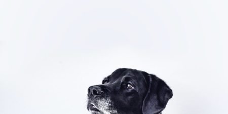 Best Dog Whistles