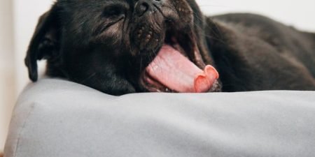 Best Dog Mattresses