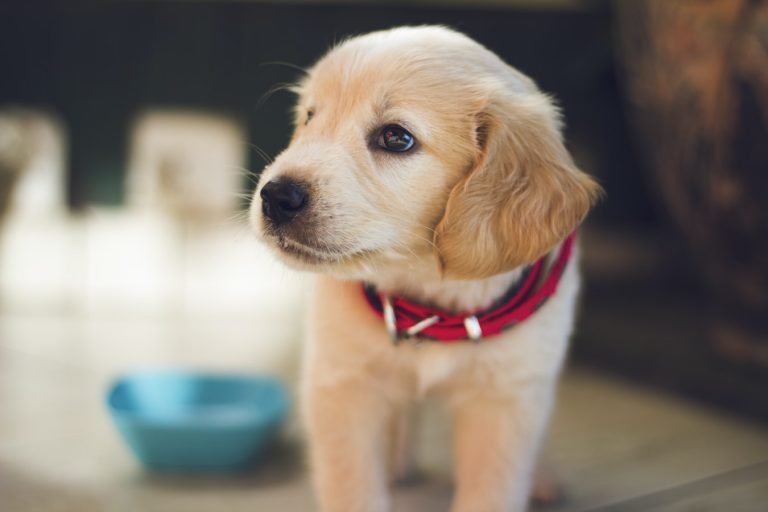 Best Puppy Training Pads