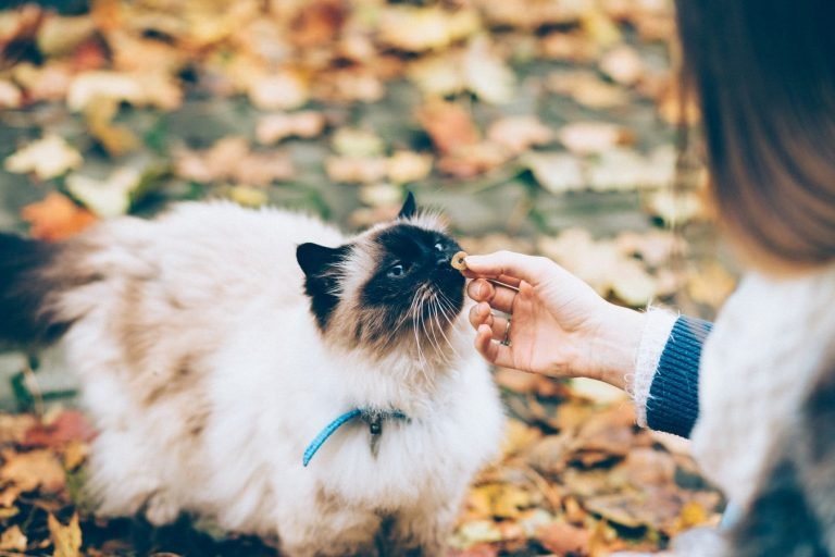 Best Dental Treats for Cats