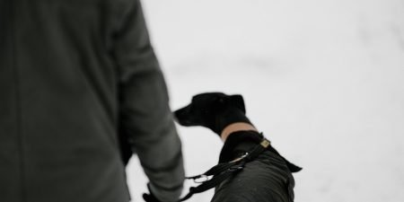 Best Waterproof Dog Coats with Underbelly