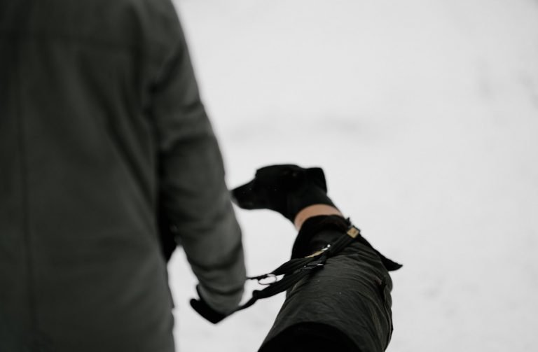 Best Waterproof Dog Coats with Underbelly