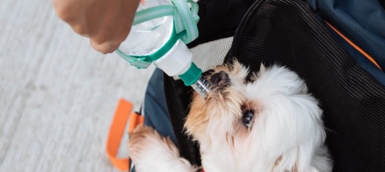 Best Dog Water Bottles