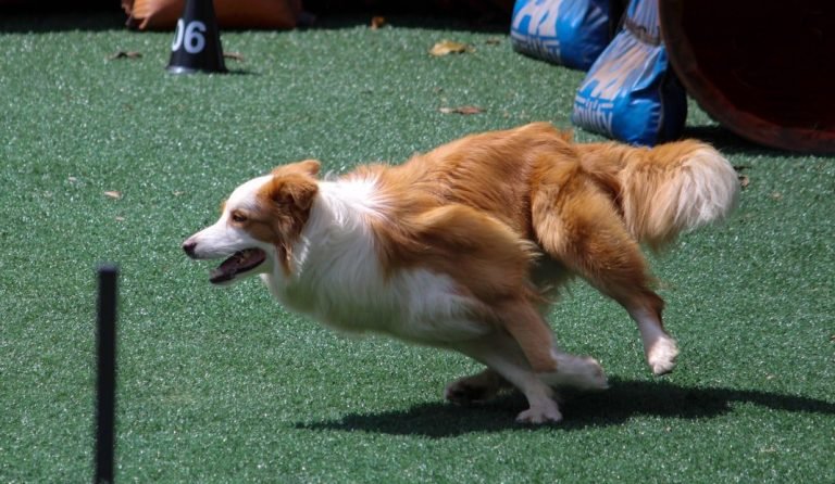 Best Dog Training Clickers