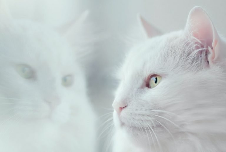 Best Biodegradable & Flushable Cat Litters