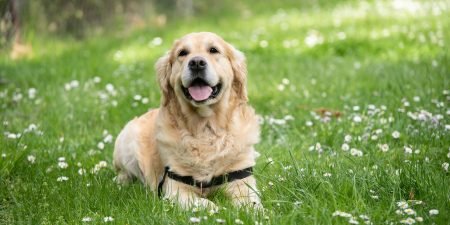 Best Dog Trackers