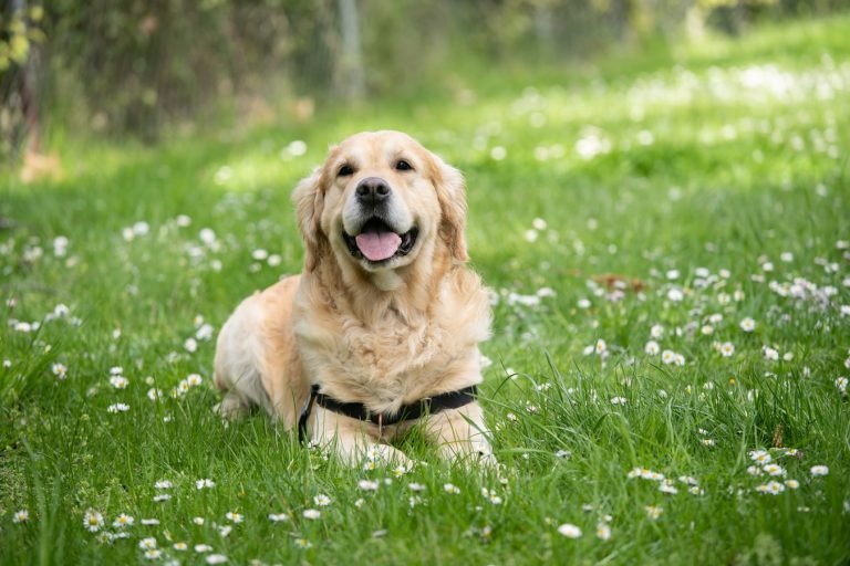 Best Dog Trackers