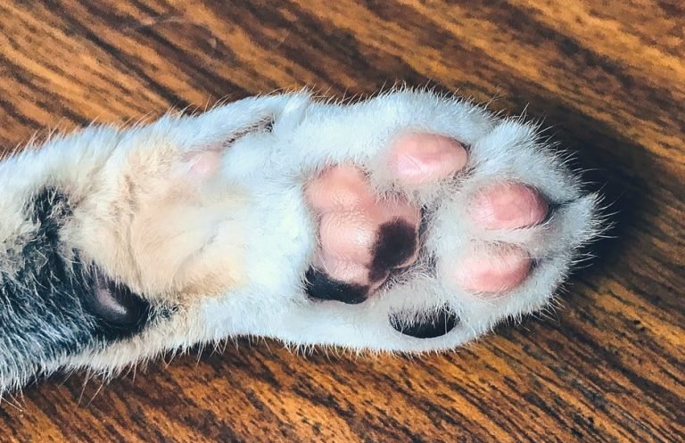 How To Trim A Cats Claws