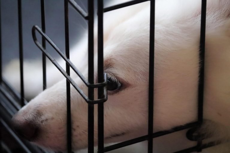Best puppy pens