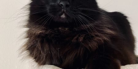 Best Cat Trees For Large Cats