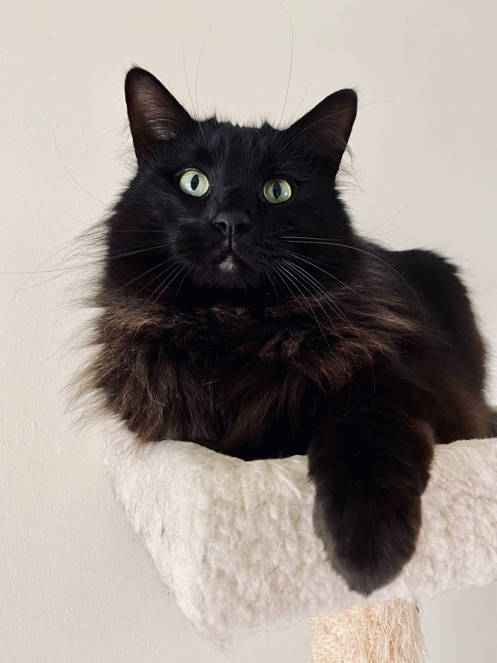 Cat tree