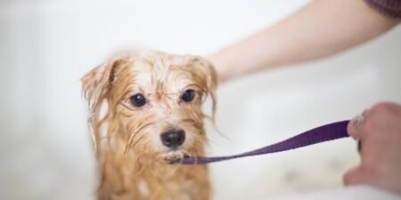 Best Puppy Shampoo