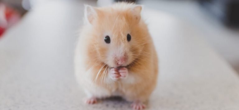 Best Hamster Ball