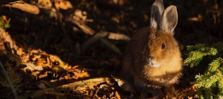 Can Rabbits See In The Dark?
